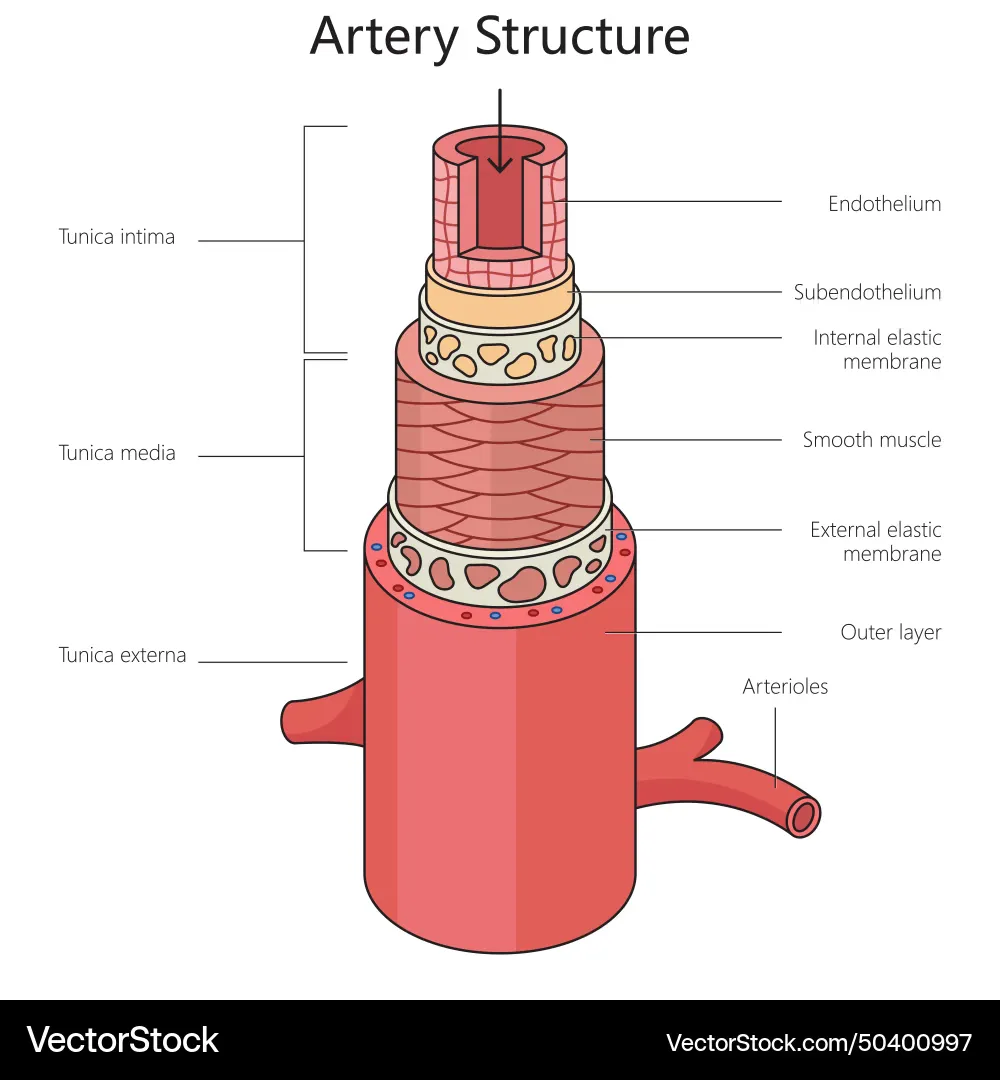 Structure of an artery